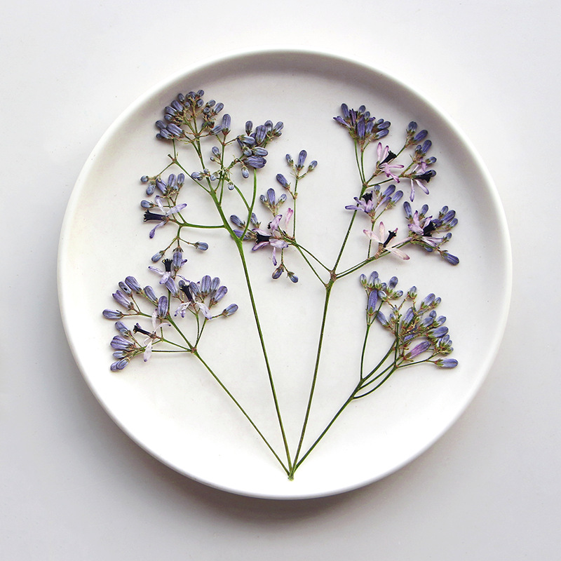 120pcs Pressed Dried Melia aze - Dried Flower Bookmark recensie en prijs
