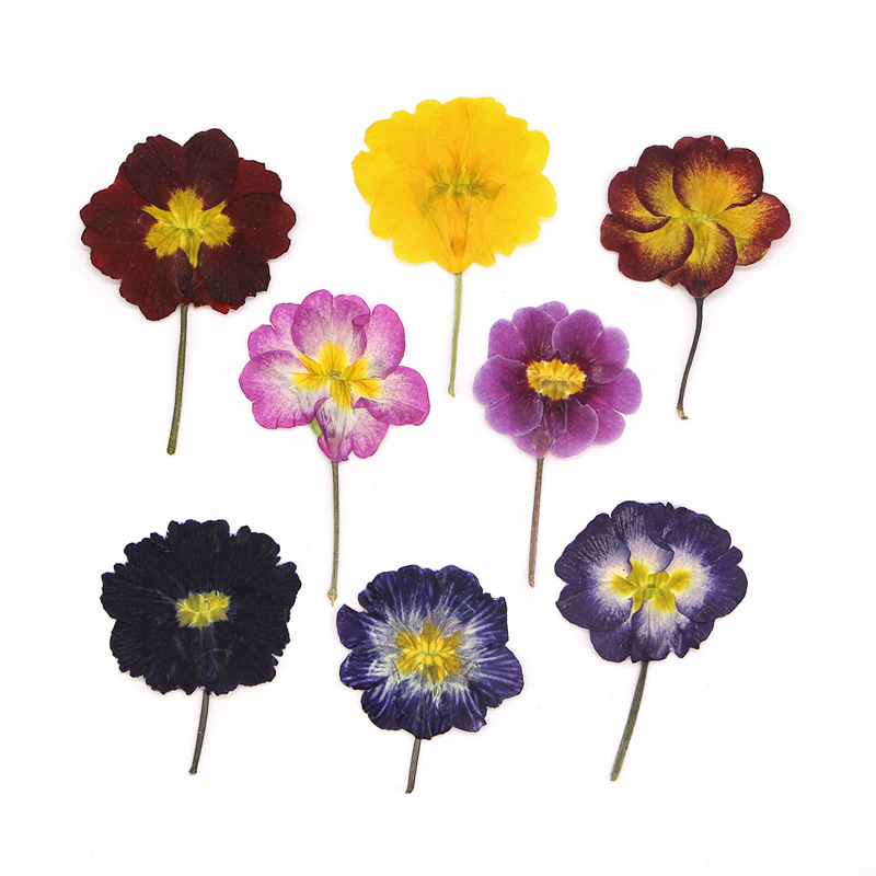 48Pcs European Primrose Teachi - Dried Flower Bookmark recensie en prijs