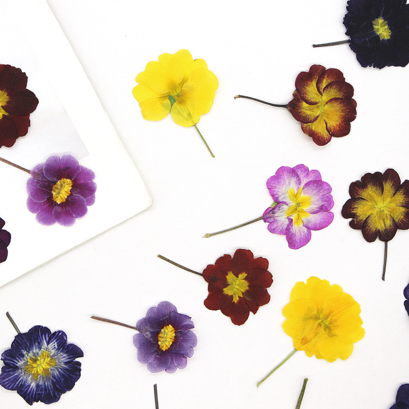 48Pcs European Primrose Teachi - Dried Flower Bookmark recensie en prijs
