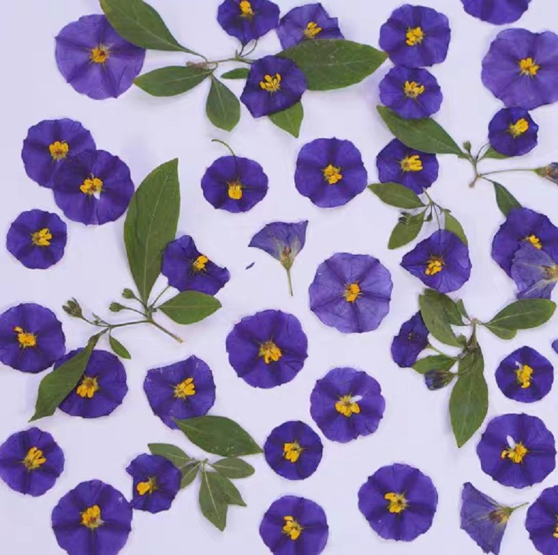 100pcs Pressed Dried Lycianthe - Dried Flower Bookmark recensie en prijs