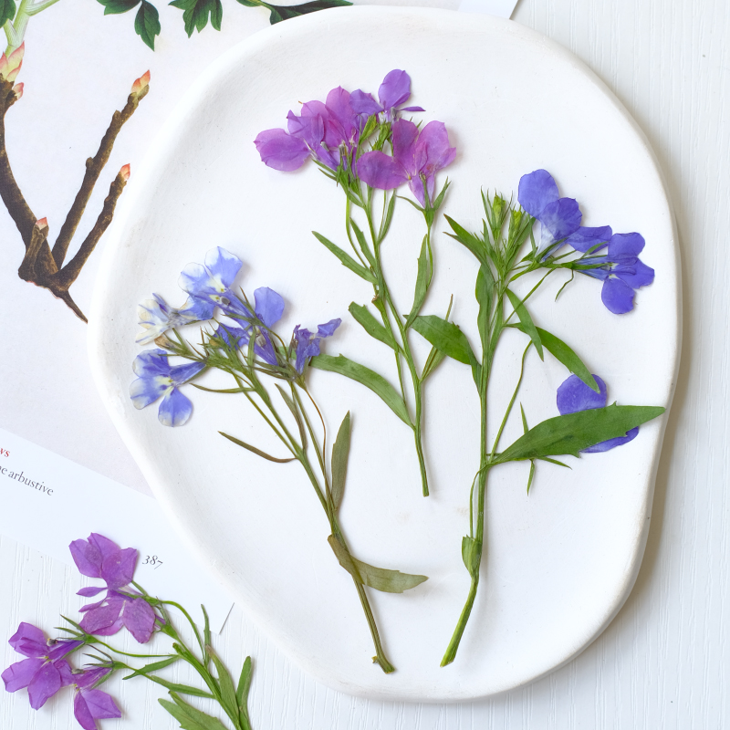 6pcs/8-13cm,nature Lobelia Eri - Dried Flower Bookmark recensie en prijs