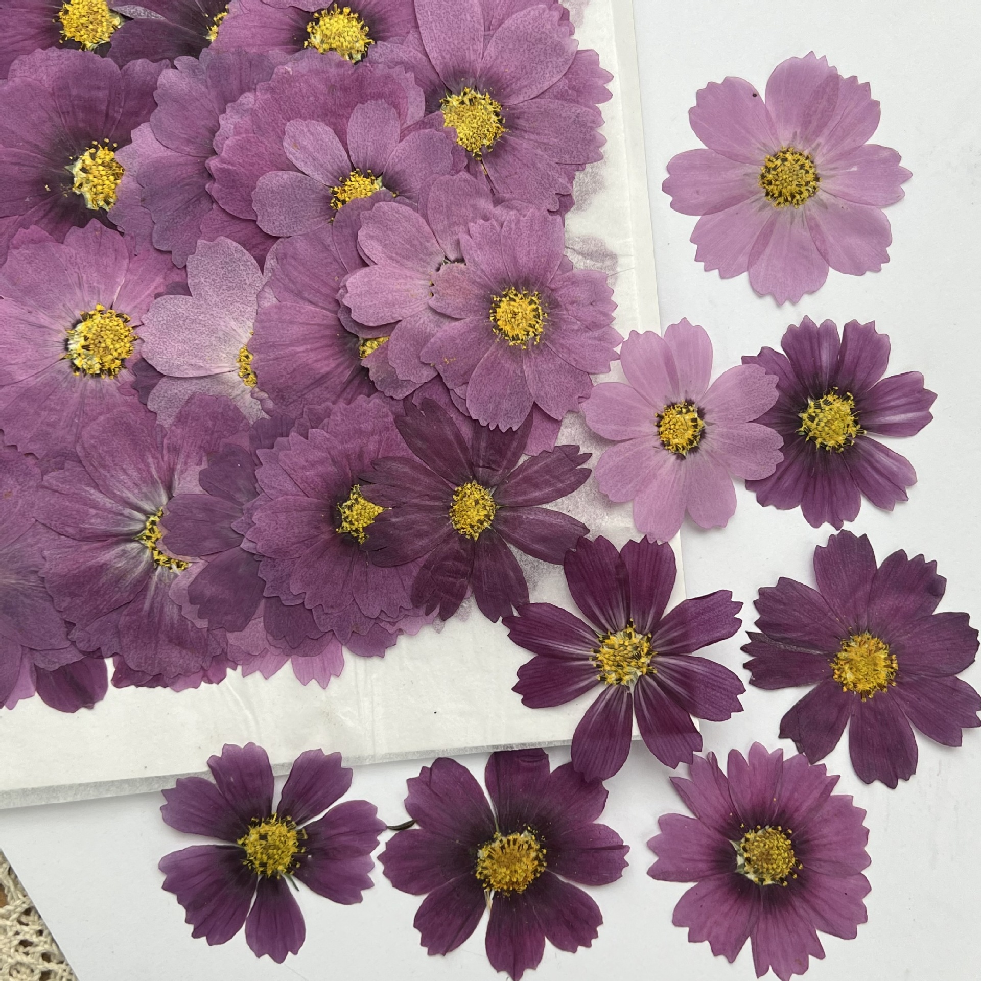 100Pcs Cosmos Dried Flower Pre - Dried Flower Bookmark recensie en prijs