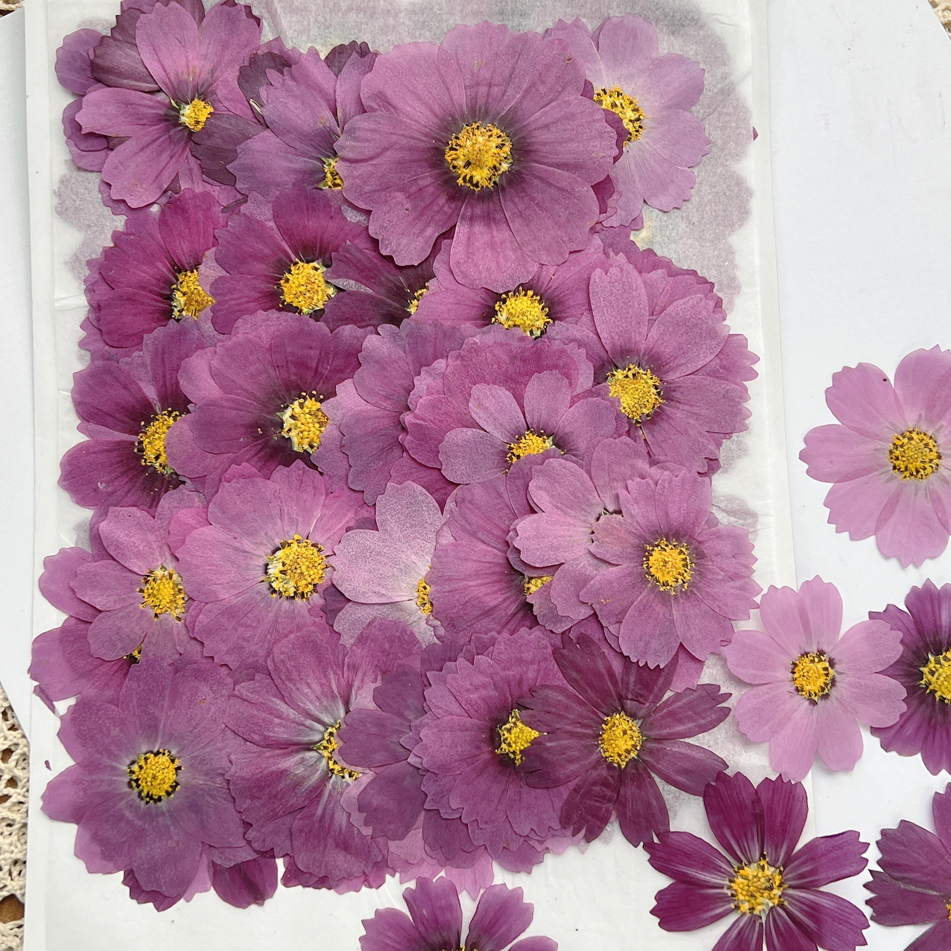 100Pcs Cosmos Dried Flower Pre - Dried Flower Bookmark recensie en prijs