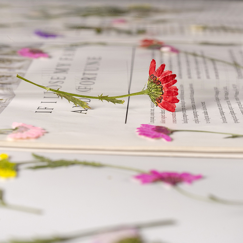 5-8cm/24pcs,Side pressed cryst - Dried Flower Bookmark recensie en prijs